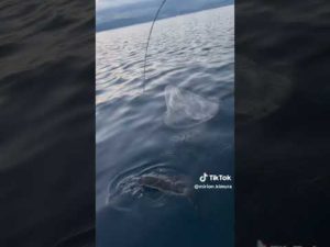 函館ヒラメ釣り#Shorts