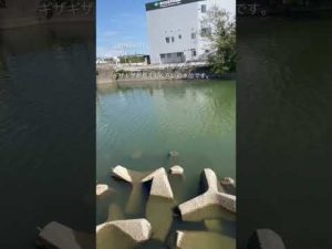 徳島県鳴門市　旧吉野川　バス釣り　ブラックバス　ポイント　#shorts