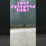 東北の海にも熱帯魚っているの？ #shorts #釣り #熱帯魚