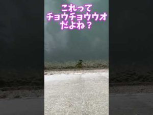 東北の海にも熱帯魚っているの？ #shorts #釣り #熱帯魚