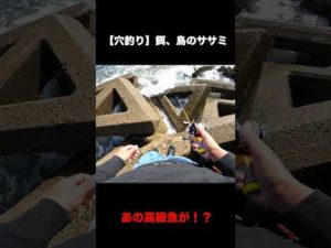 激荒れの穴釣り【餌、鳥のササミ】#Shorts