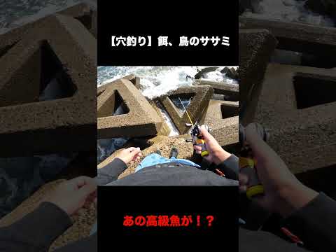 激荒れの穴釣り【餌、鳥のササミ】#Shorts