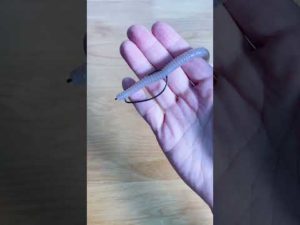 【魅力でしょーねー】スパテラ7.8インチのフリーリグ(バス釣り)