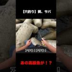 穴釣りであの高級魚!?【餌、サバ02】#Shorts