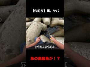 穴釣りであの高級魚!?【餌、サバ02】#Shorts
