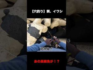 穴釣りでまさかのエグい引き！？【餌、イワシ】#Shorts