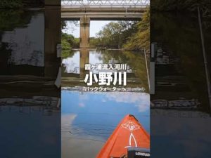 小野川バックウォーターでバス釣りカヤックしました #blackbass #kayakfishing #ブラックバス #霞水系 #shorts