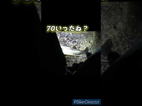 【えらい事になっとる！！！】@207 #shorts➁  #釣り #九州釣り #シーバス