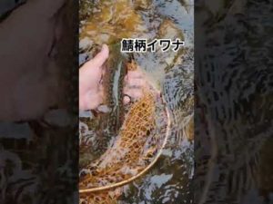 鯖柄のイワナです。#fishing #渓流釣り #troutfishing #ルアー釣り