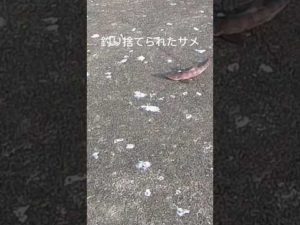 防波堤に釣り捨てられたサメ命を大切にして欲しい#shorts