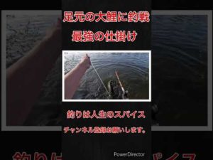 #carpfishing  #鯉釣り