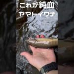 【模様が全然違う】純血ヤマトイワナ釣れたよ🎣 #渓流釣り #troutfishing  #shorts #釣りガール