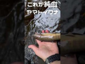 【模様が全然違う】純血ヤマトイワナ釣れたよ🎣 #渓流釣り #troutfishing  #shorts #釣りガール