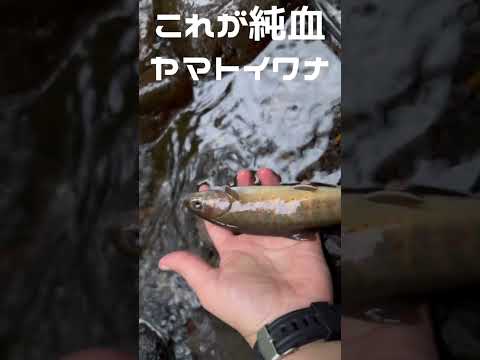 【模様が全然違う】純血ヤマトイワナ釣れたよ🎣 #渓流釣り #troutfishing  #shorts #釣りガール