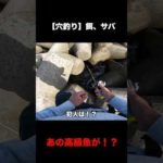 【穴釣り】まさかのデカ魚！？【餌、サバ】#Shorts
