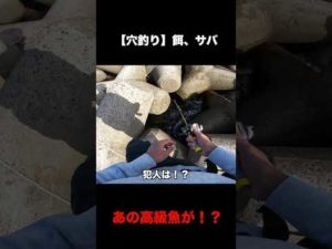 【穴釣り】まさかのデカ魚！？【餌、サバ】#Shorts