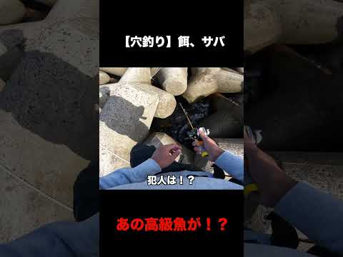 【穴釣り】まさかのデカ魚!?【餌、サバ】#Shorts