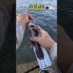 【ハゼ釣り】22cm楽しい 2023年10月21日 ②【ショート】 #shorts #fhising #ハゼ釣り