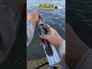 【ハゼ釣り】22cm楽しい 2023年10月21日 ②【ショート】 #shorts #fhising #ハゼ釣り