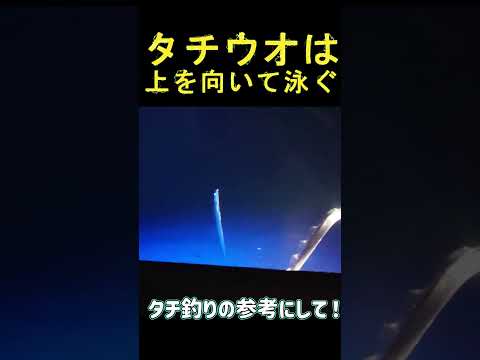タチウオ水中観察　 #釣り　#ジギング