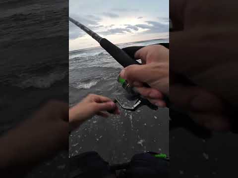 サーフでノーザンライツのスプーン使ってみた! #shorts #釣り #サーフ #ノーザンライツ