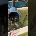 アオリイカ釣り用活けアジ入荷しました。10月11日水曜日。#shorts