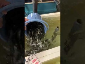 アオリイカ釣り用活けアジ入荷しました。10月11日水曜日。#shorts