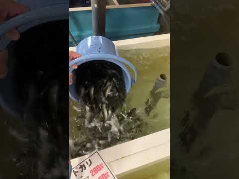 アオリイカ釣り用活けアジ入荷しました。10月11日水曜日。#shorts