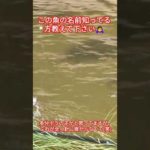 【謎の魚】謎の魚群 #淀川 #ハゼ釣り #外道 #ハゼ #ボラ #釣り #自然 #魚 #魚釣り #魚群  #ショート #ショート動画 #shorts