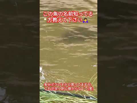 【謎の魚】謎の魚群 #淀川 #ハゼ釣り #外道 #ハゼ #ボラ #釣り #自然 #魚 #魚釣り #魚群 #ショート #ショート動画 #shorts