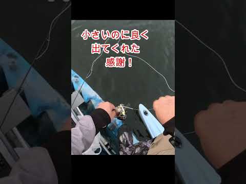 カヤックにフロートを両側に付けたら、更に安定した釣りが出来た！#shorts #カヤックフィッシング #カヤック #アウトリガー #釣り #バス釣り #kayakfishing #fishing