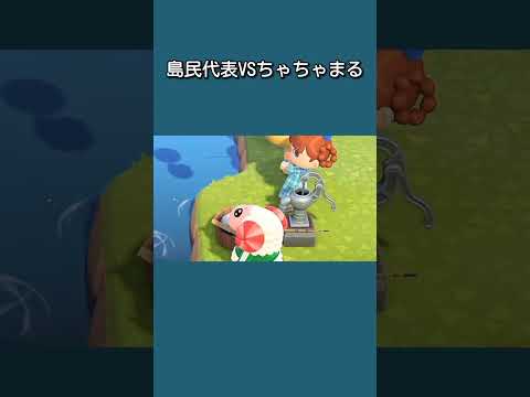 【あつ森】島民代表とちゃちゃまるの釣り対決。勝者はどっち？！【あつまれどうぶつの森】【どうぶつの森】【ACNH】 #short