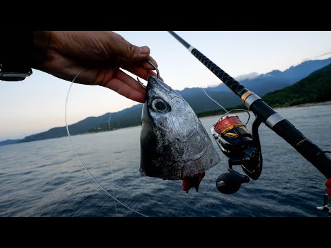 堤防から50kgオーバーGTを夢見て南方の離島へ。マグロ頭と最強タックルで挑む【屋久島編 #1】