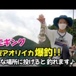 【エギング】アオリイカ爆釣!! こんな場所に投げたら釣れます♪
