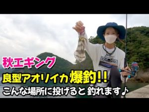 【エギング】アオリイカ爆釣!! こんな場所に投げたら釣れます♪