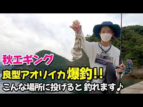 【エギング】アオリイカ爆釣!! こんな場所に投げたら釣れます♪