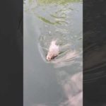 釣吳郭魚fishing#釣り #fish #fishing #viral #trending #subscribe #shorts