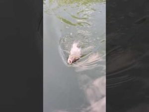 釣吳郭魚fishing#釣り #fish #fishing #viral #trending #subscribe #shorts