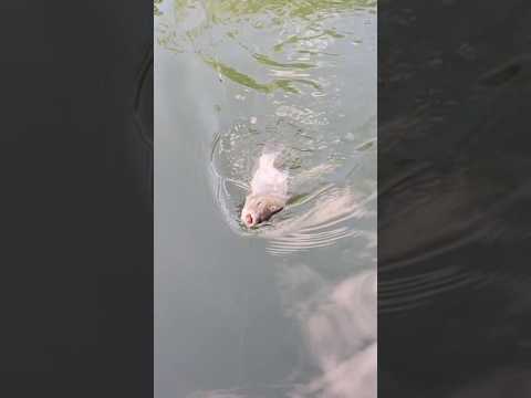 釣吳郭魚fishing#釣り #fish #fishing #viral #trending #subscribe #shorts