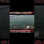 コーンでまさかの高級魚が釣れた！　 #fishing #フカセ釣り  #磯釣り #shortvideo #fishingvideo #shorts