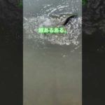 バス釣りあるある。#バスフィッシング#バス釣り#外道#鯉#めがさぶTV#shorts