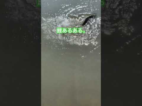 バス釣りあるある。#バスフィッシング#バス釣り#外道#鯉#めがさぶTV#shorts