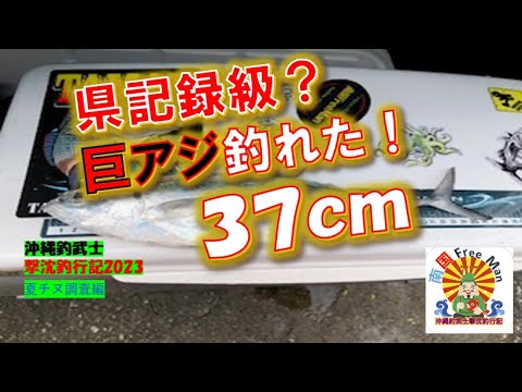 【沖縄釣り】県記録級？の巨アジが釣れた！沖縄釣武士撃沈釣行記2023　夏チヌ調査編