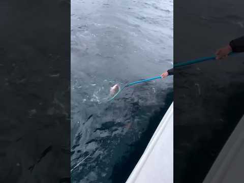 いい釣りの日　【船釣り】　#shorts