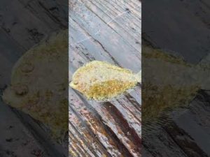 あなたはヒラメちゃんなの？カレイちゃんなの？ #shorts #釣り