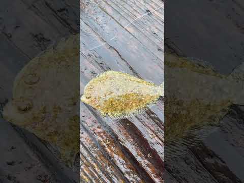 あなたはヒラメちゃんなの？カレイちゃんなの？ #shorts #釣り