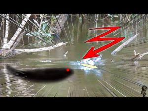 木から飛び出してきたブチ切れ巨大魚が、次の瞬間!!!